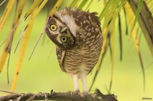 Create meme: funny owls, owl owl, owls types