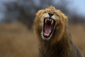 Create meme: noble lion, lion and lioness, Leo Sashin
