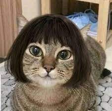 Создать мем: кот, кот в парике мем, кот мем