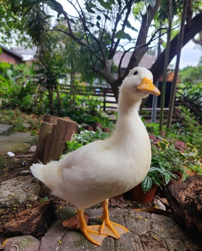 Create meme: duck duck, breed ducks, cherry valley duck breed