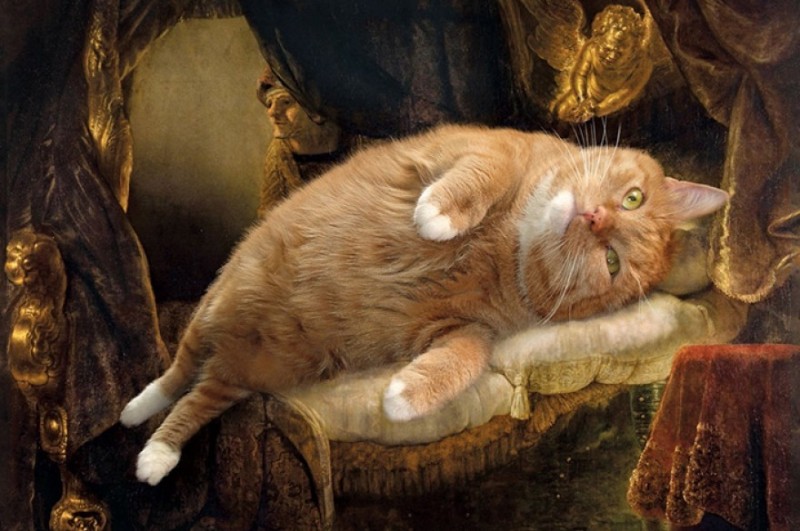Create meme: picture of a cat, cats in rembrandt's paintings, Danae the cat