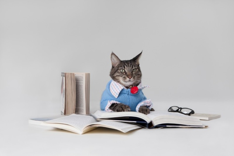 Create meme: cat smart , cat study, cat accountant