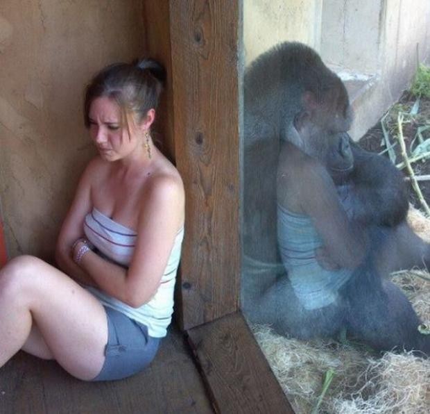 Создать мем: животные смешные, горилла в московском зоопарке, горилла в зоопарке