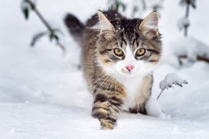 Create meme: winter cat