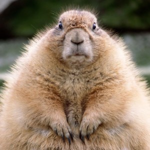 Create meme: gopher animal, gopher