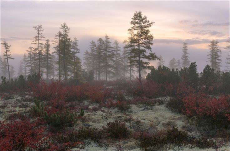 Create meme: the lake of Jack London , Kolyma Lake by Jack London, larch in the forest tundra