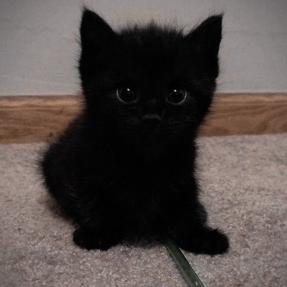 Создать мем: котенок мейн кун черный, кот черный, маленький чёрный котёнок