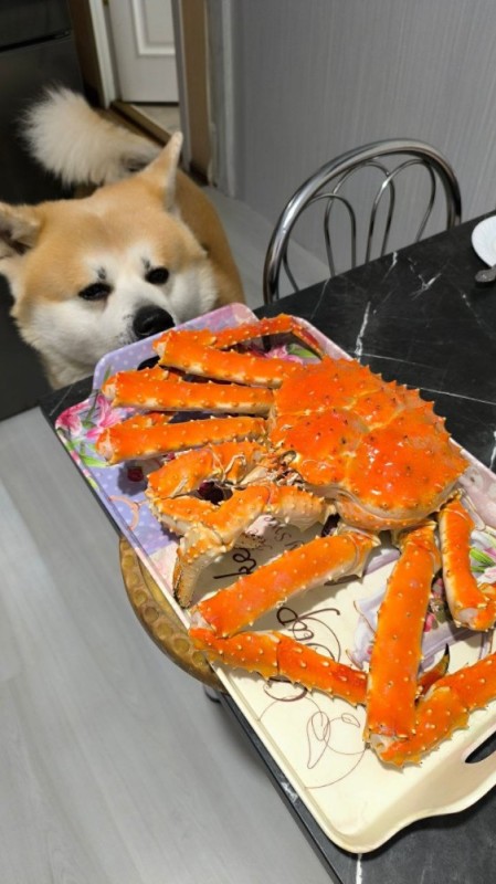 Create meme: Kamchatka crab, Far Eastern crab, kamchatka crab claws