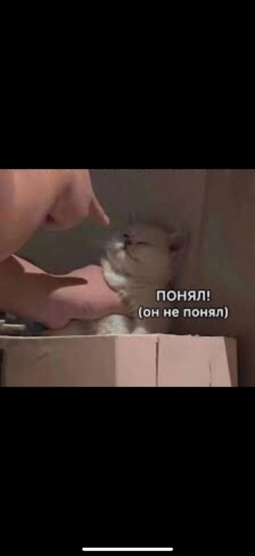 Создать мем: котики приколы, смешные коты, кот