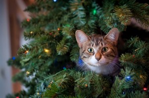 Create meme: Christmas tree, cat and Christmas tree, cat tree