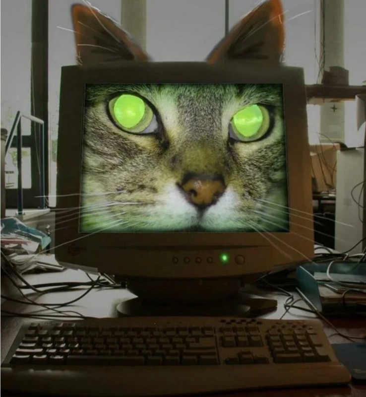 Create meme: the cat's muzzle, cool computer, the cat at the computer