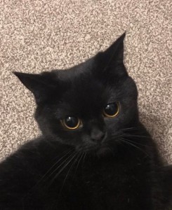 Создать мем: Бомбейская кошка, котенок чёрный 2 мпсяца, котенок черный