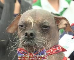 Создать мем: китайская хохлатая собака уродливая, китайская хохлатая фото страшная, страшная собака