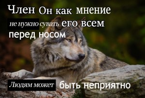 Create meme: wolf pictures, wolf animal, the wolf is weaker