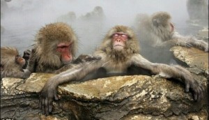 Create meme: jigokudani, monkey, monkey