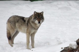 Create meme: wolf, wolves in Zabaykalsky Krai, big wolf