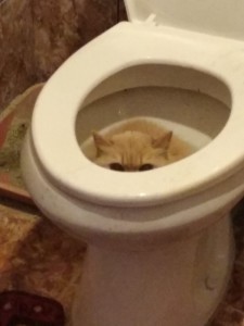 Create meme: cat, toilet, the cat on the toilet