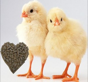 Create meme: broiler Cobb 500, chicken broiler PNG, Pets chicken