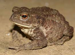 Create meme: earthen toad, toad bufo bufo, an ordinary toad