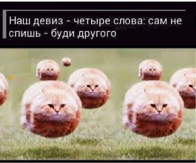 Создать мем: смешная кошка, котик, смешной котик