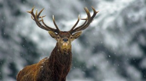 Create meme: deer who or what, deer meme, red deer