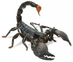 Create meme: scorpio, Scorpions, pandinus imperator