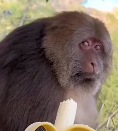 Create meme: macaque yakei species, monkey eats banana, monkey 