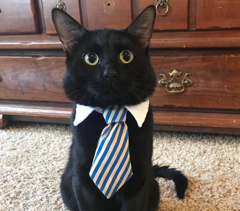 Create meme: cat costume, cat wearing a tie, Mr. cat