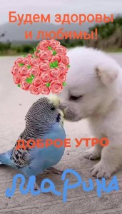 Создать мем: волнистый попугайчик самец и самка, милые животные, доброе утро друг