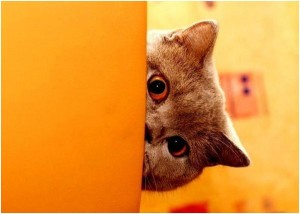 Create meme: the cat peeking around the corner of the gif, ku ku, cat peeking from behind the door