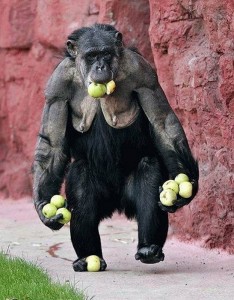 Create meme: chimpanzee, monkey, chimpanzees