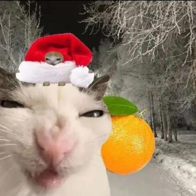 Create meme: cats new year, cute cats funny, funny animals 