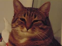 Create meme: good cat meme, happy cat , smiling cat meme