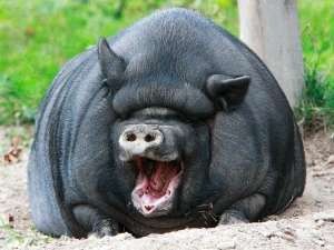 Создать мем: самая жирная свинья, жирная свинья, большая свинья