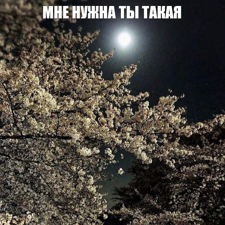 Create meme: spring night, aesthetics of the night, Cherry Blossom Knight