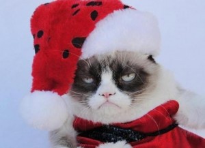 Create meme: with others., Christmas cat