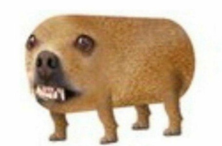 Создать мем: собака картошка, чикибряк гавкошмыг, мем с собакой