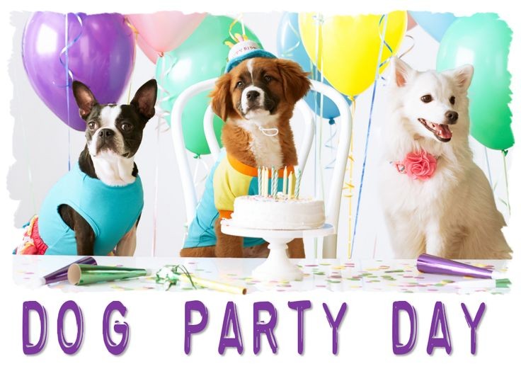 Create meme: dog day, dog party, dog's birthday