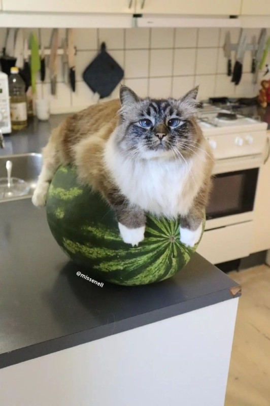 Create meme: cat on a watermelon, watermelon cat, cat 