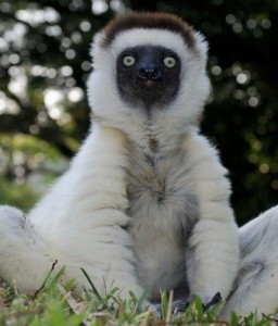 Create meme: white lemur, lemur, sifaka