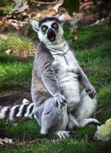 Create meme: white lemur, lemur, lemur