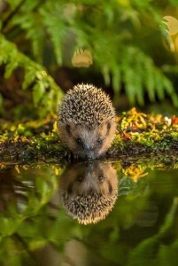 Create meme: Lily, hedgehog in the autumn