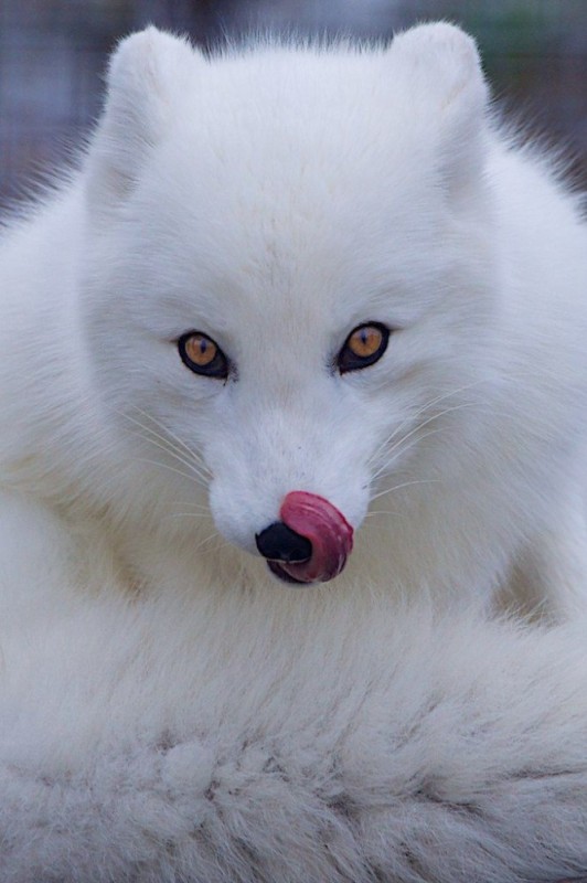 Create meme: Arctic Fox, Fox , white Fox