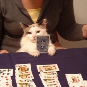 Создать мем: кот гадалка, кошки играют в карты, кот покер