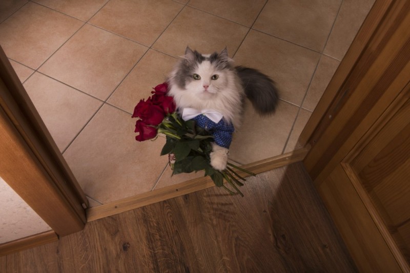 Create meme: kitten with a bouquet of flowers, the cat gives flowers , cat with flowers meme
