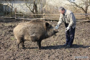 Создать мем: кабан секач, дикая свинья, фото кабана в ярославской области