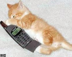 Создать мем: котик с бутылкой, телефон, кошка