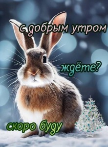 Create meme: a pet rabbit, rabbit