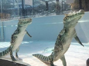 Создать мем: крокодилы, животные крокодил, крокодил под водой ходит