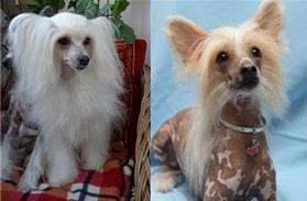 Create meme: Chinese crested down, Chinese crested, chinese crested breed